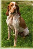 Braccol Italiano