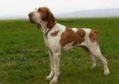 Braccol Italiano