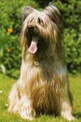 Briard