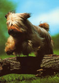 Briard