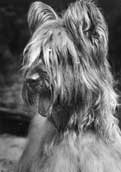 Briard