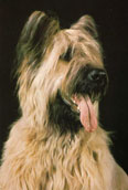 Briard