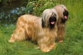 Briard