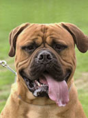 Bullmastiff