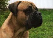 Bullmastiff