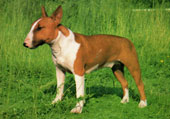Bullterrier