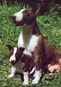 Bullterrier
