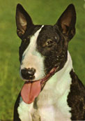 Bullterrier