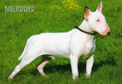 Bullterrier