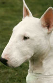 Bullterrier