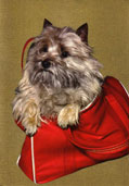 Cairnterrier