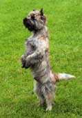 Cairnterrier