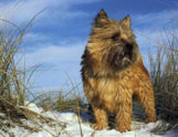 Cairnterrier