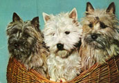 Cairnterrier