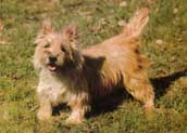 Cairnterrier