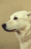 Canaan Dog