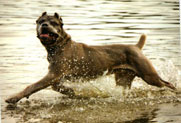Cane Corso