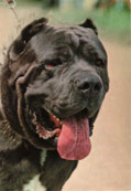 Cane Corso