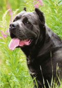 Cane Corso