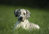 Catahoula Leopard Dog