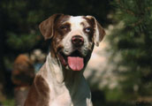 Catahoula Leopard Dog