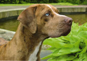 Catahoula Leopard Dog
