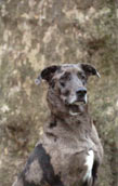 Catahoula Leopard Dog