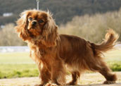 Cavalier king charles spaniel