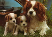 Cavalier king charles spaniel