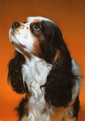 Cavalier king charles spaniel