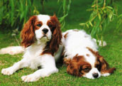 Cavalier king charles spaniel