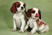 Cavalier king charles spaniel