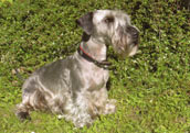 Ceskyterrier
