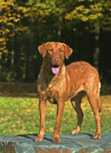 Chesapeake Bay Retriever