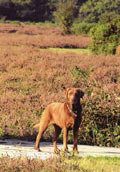 Chesapeake Bay Retriever