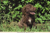 Chesapeake Bay Retriever