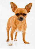 Chihuahua (korth&aring;rig)