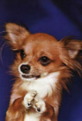 Chihuahua (l&aring;ngh&aring;rig)