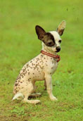 Chinese Crested (hairless)