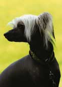 Chinese Crested (hairless)