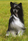 Chinese Crested Powder Puff