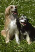 Chinese Crested Powder Puff
