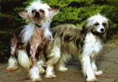 Chinese Crested Powder Puff