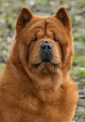 Chow Chow (korth&aring;rig)