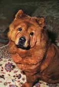 Chow Chow (korth&aring;rig)