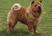 Chow Chow (korth&aring;rig)