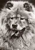 Chow Chow (l&aring;ngh&aring;rig)