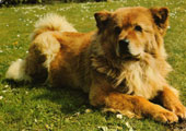 Chow Chow (l&aring;ngh&aring;rig)