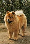 Chow Chow (l&aring;ngh&aring;rig)