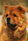 Chow Chow (l&aring;ngh&aring;rig)